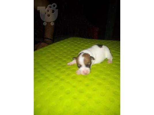 Cane Corso καθαροαιμα 6979314054 ΑΘΗΝΑ-ΘΕΣΣΑΛΟΝΙΚΗ- ΚΡΗΤΗ